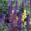 Caradonna Blue Salvia Live Plant – Dark Purple Meadow Sage – Quart Pot - Image 1