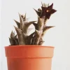 Caralluma hesperidum Succulent Plant - Live, Drought-Tolerant, Easy Care - Image 1