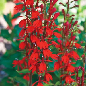 Cardinal Flower Lobelia Cardinalis Bare Root Plant – Red Blooms 4-6 ft Tall - Image 2