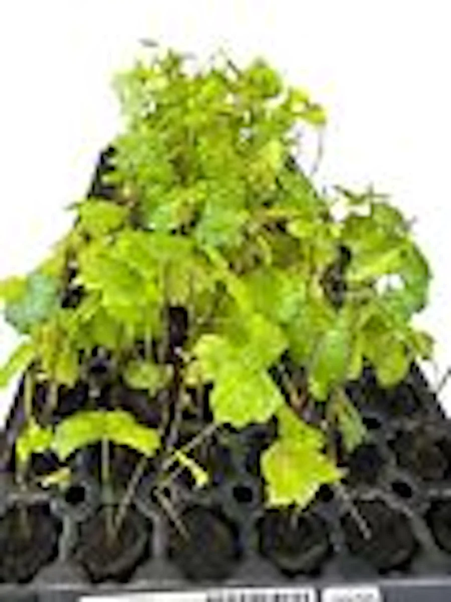Carlos Muscadine Grape Vine - 10 Starter Plants - Sweet Edible Perennial - Image 2