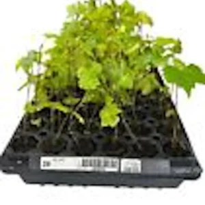 Carlos Muscadine Grape Vine - 10 Starter Plants - Sweet Edible Perennial - Image 3