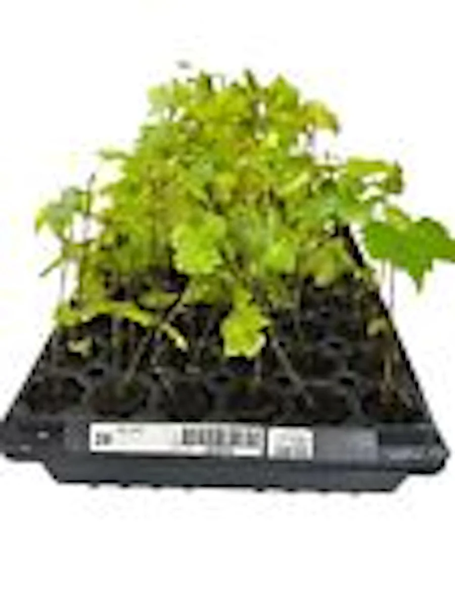 Carlos Muscadine Grape Vine - 10 Starter Plants - Sweet Edible Perennial - Image 3