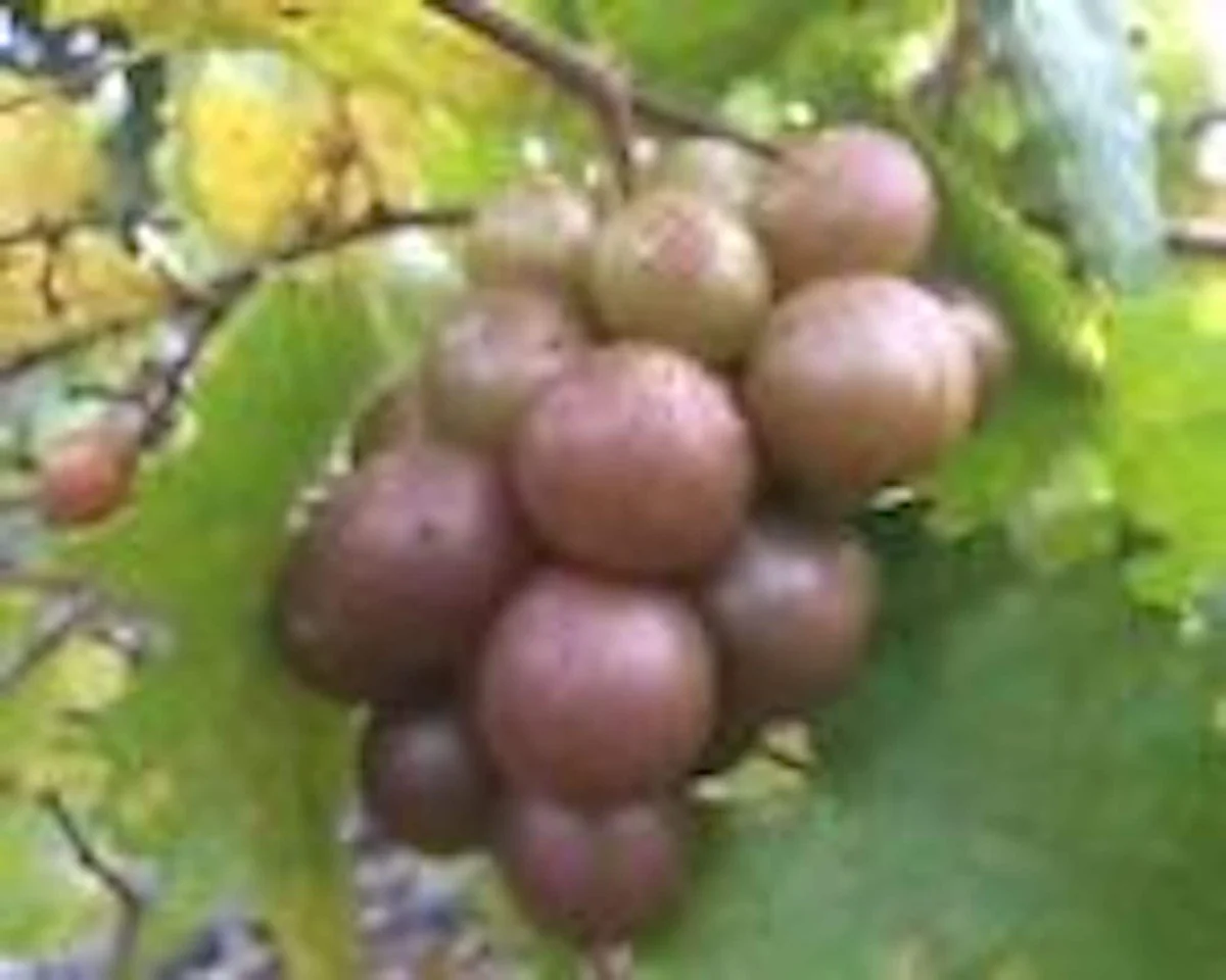 Carlos Muscadine Grape Vine - 10 Starter Plants - Sweet Edible Perennial - Image 4