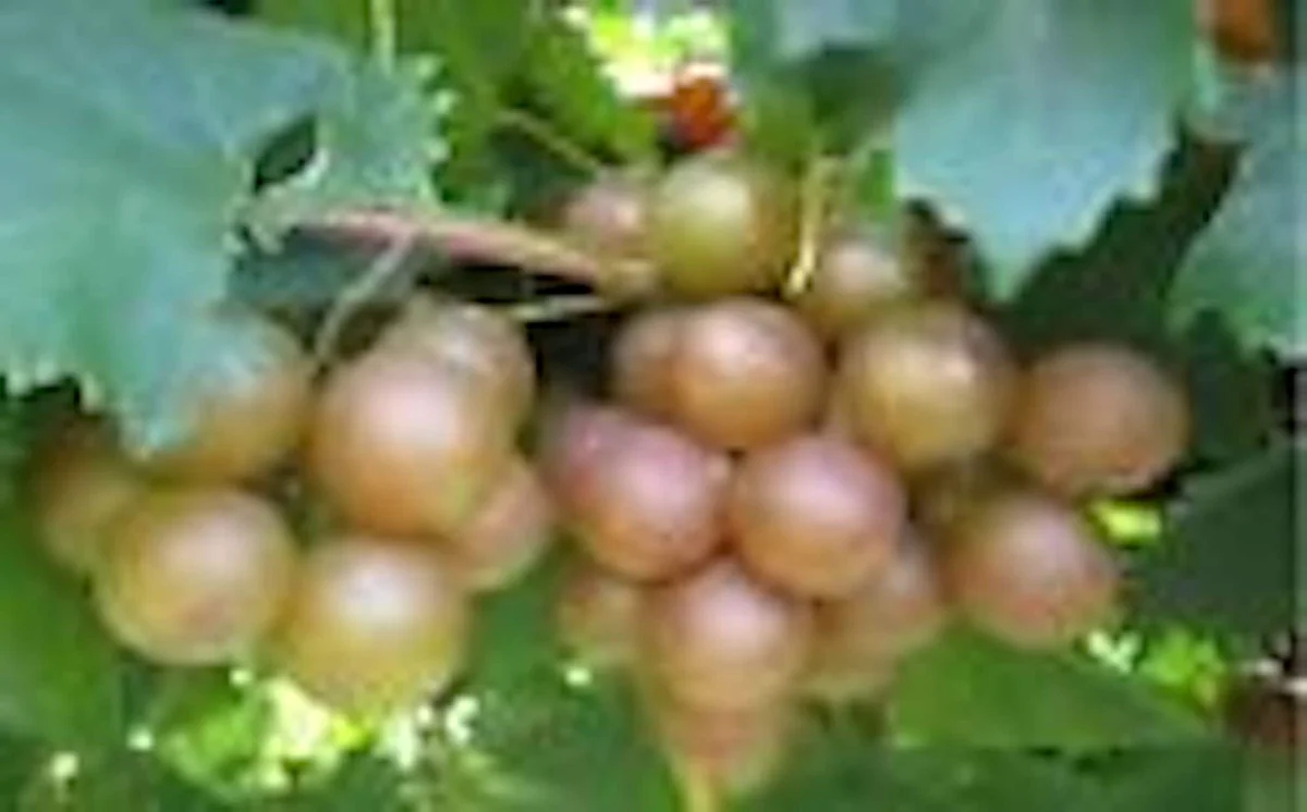 Carlos Muscadine Grape Vine - 10 Starter Plants - Sweet Edible Perennial - Image 1
