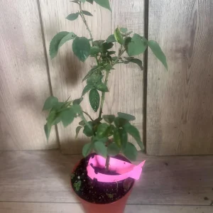 Carlsbad Rose Live Plant - Soft Pink Floribunda Rose in 4 inch Pot - Fragrant Outdoor Bush - Image 2