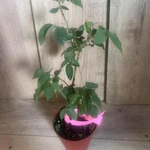 Carlsbad Rose Live Plant - Soft Pink Floribunda Rose in 4 inch Pot - Fragrant Outdoor Bush - Image 3