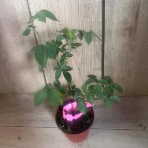 Carlsbad Rose Live Plant - Soft Pink Floribunda Rose in 4 inch Pot - Fragrant Outdoor Bush - Image 4