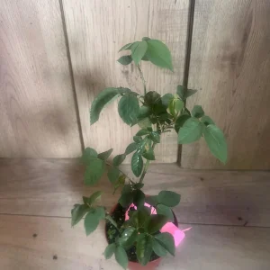 Carlsbad Rose Live Plant - Soft Pink Floribunda Rose in 4 inch Pot - Fragrant Outdoor Bush - Image 5