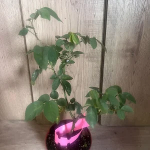 Carlsbad Rose Live Plant - Soft Pink Floribunda Rose in 4 inch Pot - Fragrant Outdoor Bush - Image 8