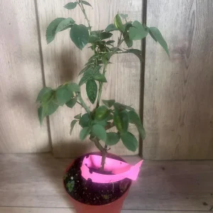 Carlsbad Rose Live Plant - Soft Pink Floribunda Rose in 4 inch Pot - Fragrant Outdoor Bush - Image 9