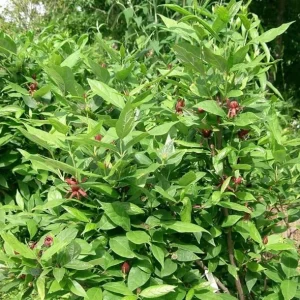 Carolina Allspice Sweetshrub Live Plant – Quart Pot – Fragrant Yellow Flowers – USDA Zones 5-9 - Image 10