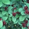 Carolina Allspice 'Sweetshrub' Live Plant - Quart Pot - Fragrant Outdoor Shrub - Image 1
