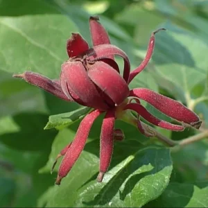 Carolina Allspice Sweetshrub Live Plant – Quart Pot – Fragrant Yellow Flowers – USDA Zones 5-9 - Image 3