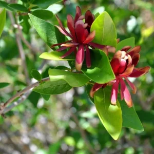 Carolina Allspice Sweetshrub Live Plant – Quart Pot – Fragrant Yellow Flowers – USDA Zones 5-9 - Image 4