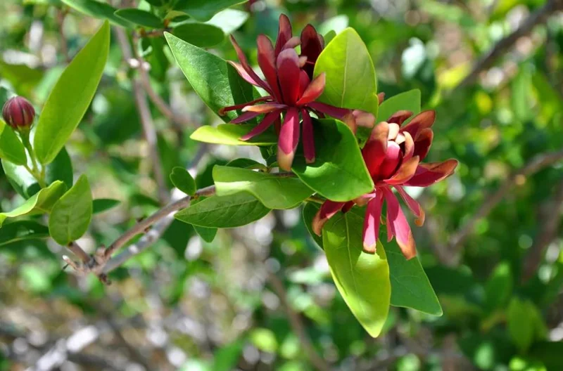 Carolina Allspice Sweetshrub Live Plant – Quart Pot – Fragrant Yellow Flowers – USDA Zones 5-9 - Image 4