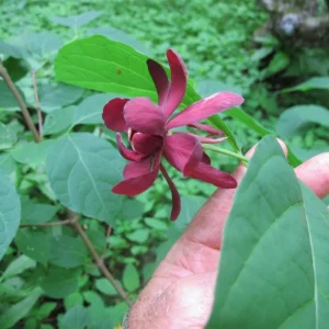 Carolina Allspice Sweetshrub Live Plant – Quart Pot – Fragrant Yellow Flowers – USDA Zones 5-9 - Image 5