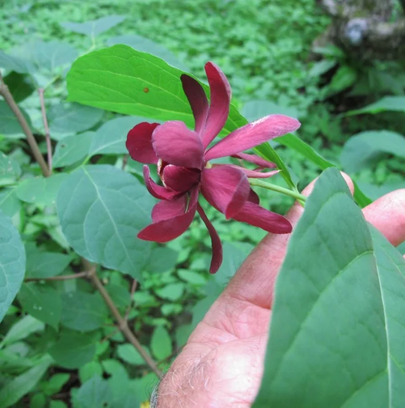 Carolina Allspice Sweetshrub Live Plant – Quart Pot – Fragrant Yellow Flowers – USDA Zones 5-9 - Image 5