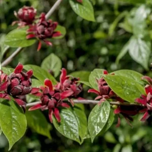 Carolina Allspice Sweetshrub Live Plant – Quart Pot – Fragrant Yellow Flowers – USDA Zones 5-9 - Image 7
