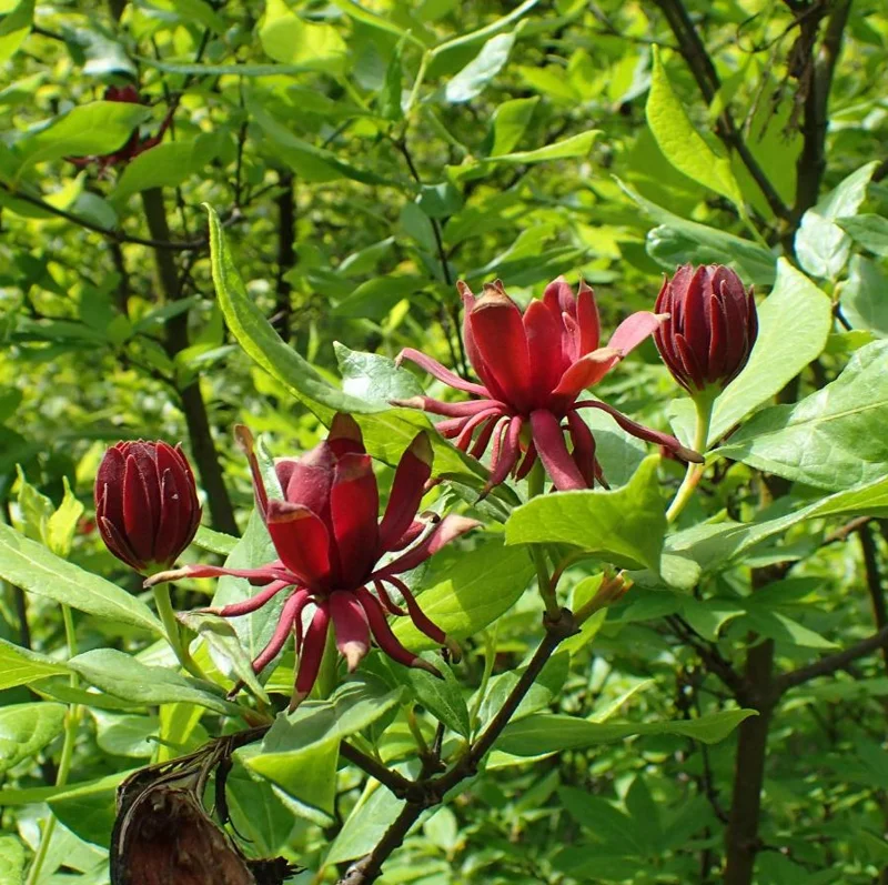 Carolina Allspice Sweetshrub Live Plant – Quart Pot – Fragrant Yellow Flowers – USDA Zones 5-9 - Image 1