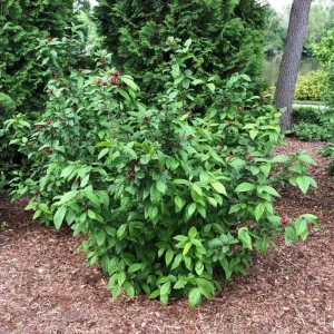 Carolina Allspice Sweetshrub Live Plant – Quart Pot – Fragrant Yellow Flowers – USDA Zones 5-9 - Image 8