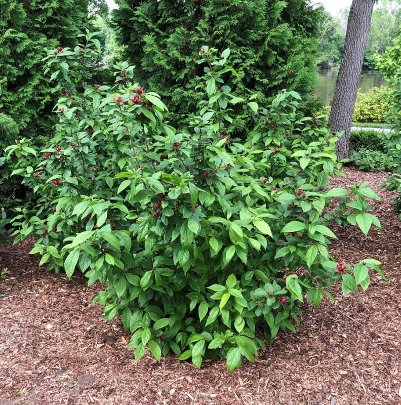 Carolina Allspice Sweetshrub Live Plant – Quart Pot – Fragrant Yellow Flowers – USDA Zones 5-9 - Image 8