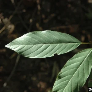 Carolina Buckthorn (Frangula caroliniana) Live Plant, 12-18 Inches Tall, Bare Root, Set of 2 - Image 1