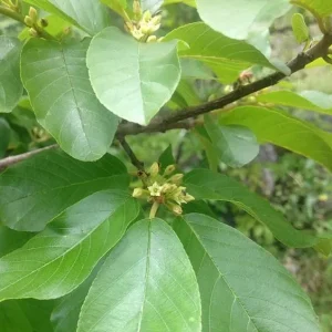 Carolina Buckthorn (Frangula caroliniana) Live Plant, 12-18 Inches Tall, Bare Root, Set of 2 - Image 5
