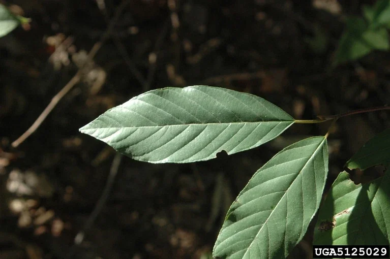 Carolina Buckthorn (Frangula caroliniana) Live Plant, 12-18 Inches Tall, Bare Root, Set of 2 - Image 1