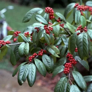Carolina Buckthorn Live Plant (Frangula caroliniana) - 12-18 Inches Tall, Outdoor - Image 1