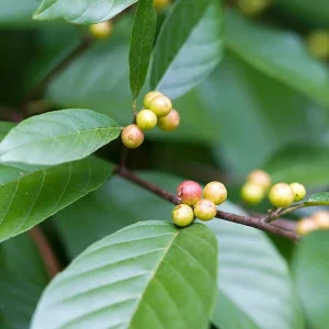 Carolina Buckthorn Live Plant (Frangula caroliniana) - 12-18 Inches Tall, Outdoor - Image 4