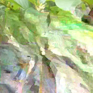 Carolina Buckthorn Live Plant (Frangula caroliniana) - 12-18 Inches Tall, Outdoor - Image 5