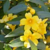 Carolina Jasmine Vine Live Plant – 1-2 ft Tall – 1 Gallon Pot – Outdoor - Image 1