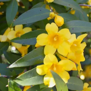 Carolina Jasmine Vine Live Plant – 1-2 ft Tall – 1 Gallon Pot – Outdoor - Image 1