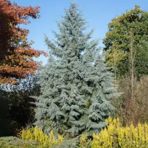 Carolina Sapphire Arizona Cypress Tree – Live Plant 12-18