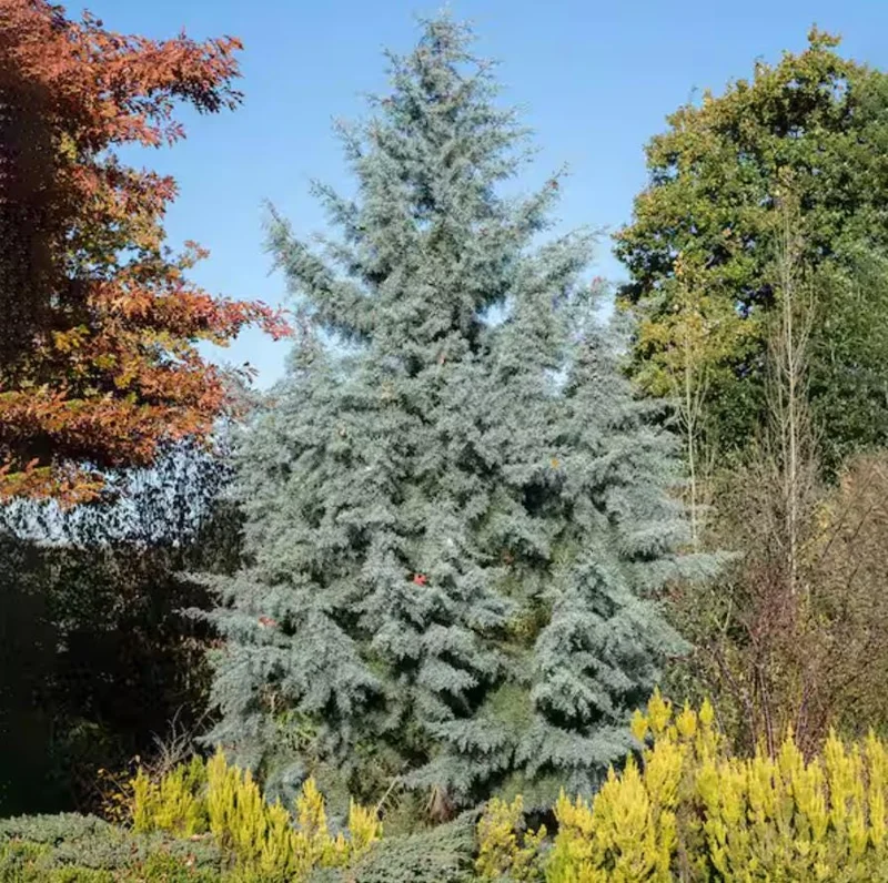 Carolina Sapphire Arizona Cypress Tree – Live Plant 12-18" Tall – Quart Pot – Outdoor - Image 1