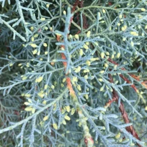 Carolina Sapphire Arizona Cypress Tree – Live Plant 12-18