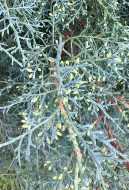 Carolina Sapphire Arizona Cypress Tree – Live Plant 12-18" Tall – Quart Pot – Outdoor - Image 2