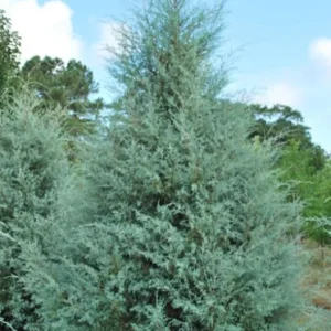 Carolina Sapphire Arizona Cypress Tree – Live Plant 12-18