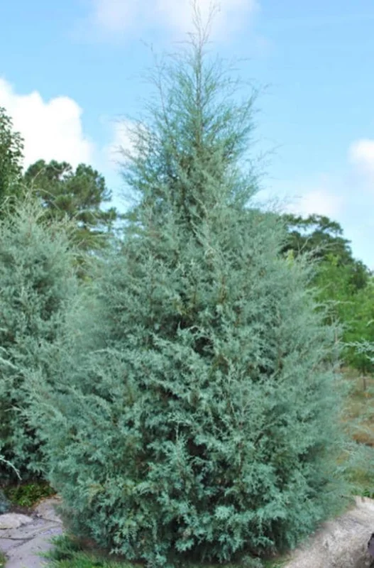 Carolina Sapphire Arizona Cypress Tree – Live Plant 12-18" Tall – Quart Pot – Outdoor - Image 3