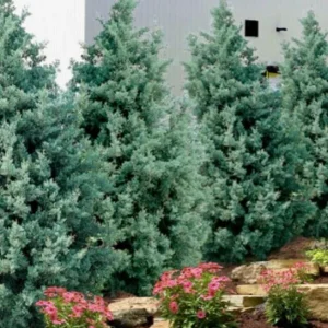 Carolina Sapphire Arizona Cypress Tree – Live Plant 12-18