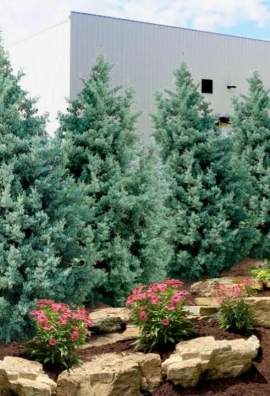 Carolina Sapphire Arizona Cypress Tree – Live Plant 12-18" Tall – Quart Pot – Outdoor - Image 4