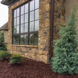 Carolina Sapphire Arizona Cypress Tree – Live Plant 12-18