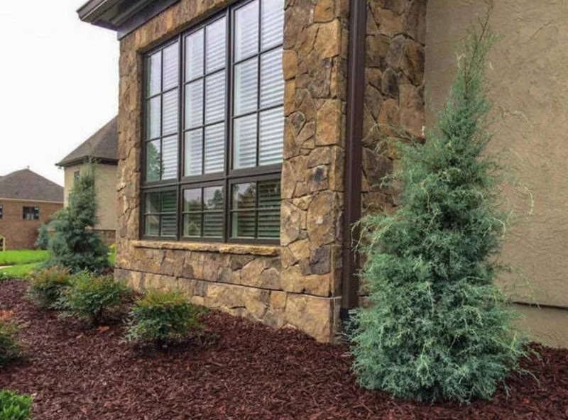 Carolina Sapphire Arizona Cypress Tree – Live Plant 12-18" Tall – Quart Pot – Outdoor - Image 5