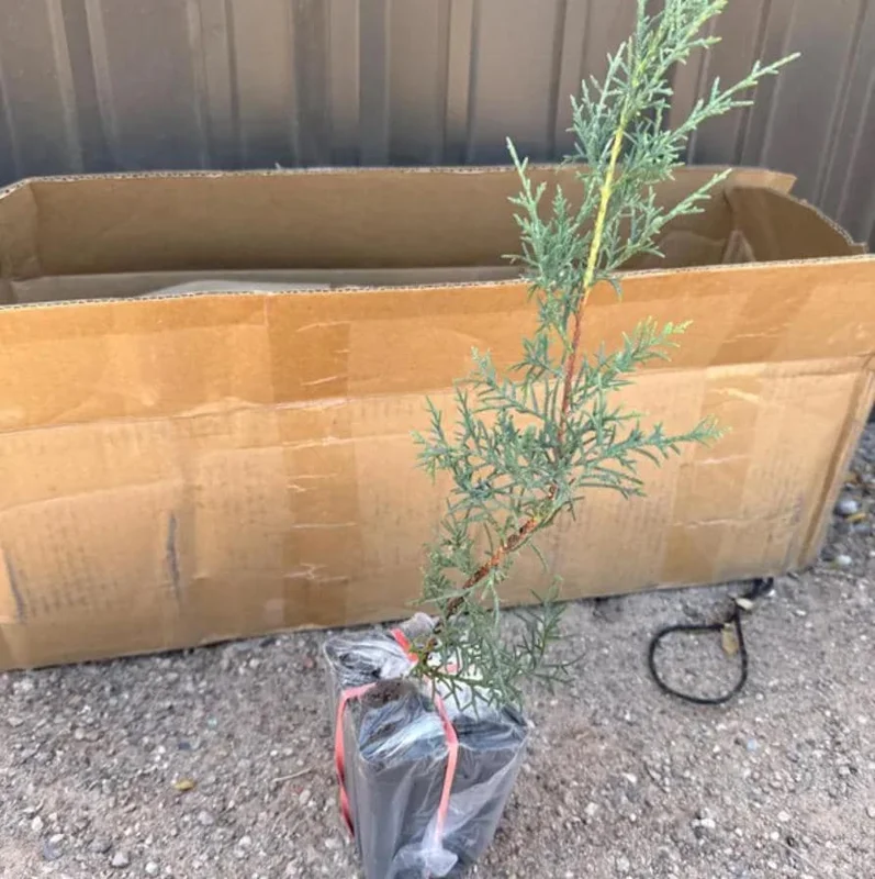 Carolina Sapphire Arizona Cypress Tree – Live Plant 12-18" Tall – Quart Pot – Outdoor - Image 6