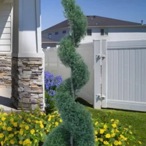 Carolina Sapphire Arizona Cypress Tree – Live Plant 12-18