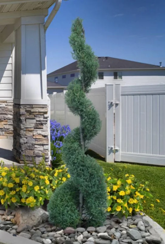 Carolina Sapphire Arizona Cypress Tree – Live Plant 12-18" Tall – Quart Pot – Outdoor - Image 7