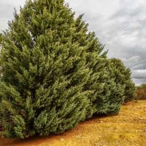 Carolina Sapphire Cypress Live Plant – Quart Pot – Fast-Growing Evergreen Tree - Image 2