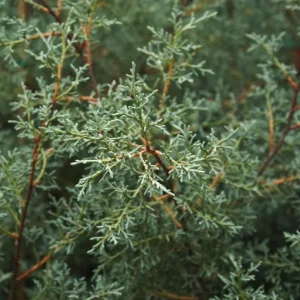 Carolina Sapphire Cypress Live Plant – Quart Pot – Fast-Growing Evergreen Tree - Image 3