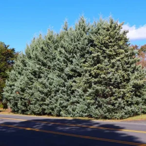 Carolina Sapphire Cypress Live Plant – Quart Pot – Fast-Growing Evergreen Tree - Image 4