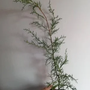 Carolina Sapphire Cypress Live Plant – Quart Pot – Fast-Growing Evergreen Tree - Image 5